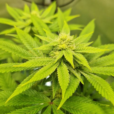 Crown Seeds Purple Haze - Lili growlog timeline photo