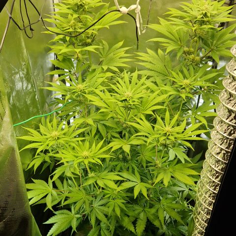 Crown Seeds Purple Haze - Lili growlog timeline photo