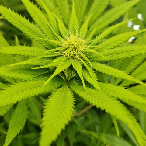 Crown Seeds Purple Haze - Lili growlog timeline photo