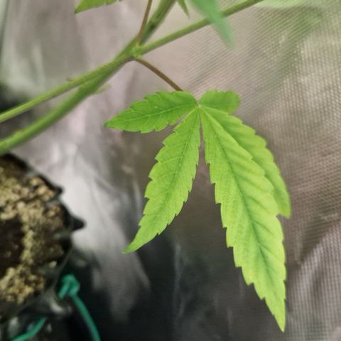Crown Seeds Purple Haze - Lili growlog timeline photo