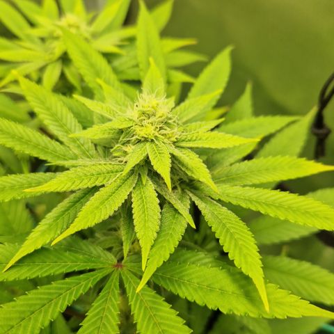 Crown Seeds Purple Haze - Lili growlog timeline photo