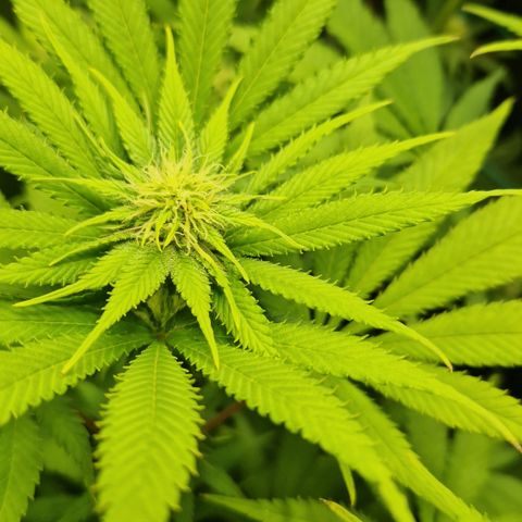 Amnesia Haze - Amy growlog timeline photo