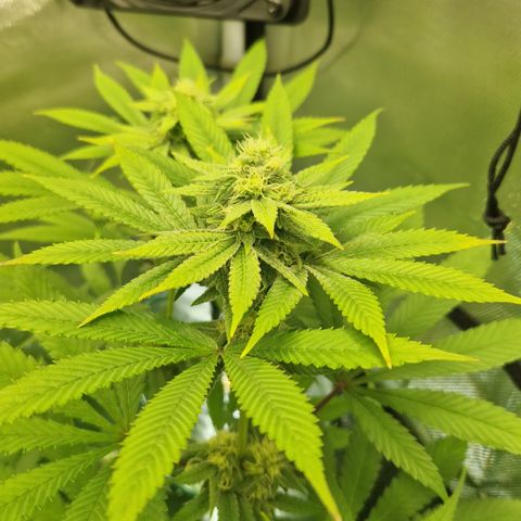 Crown Seeds Purple Haze - Lili growlog timeline photo