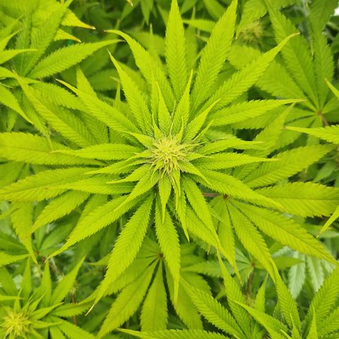 Crown Seeds Purple Haze - Lili growlog timeline photo