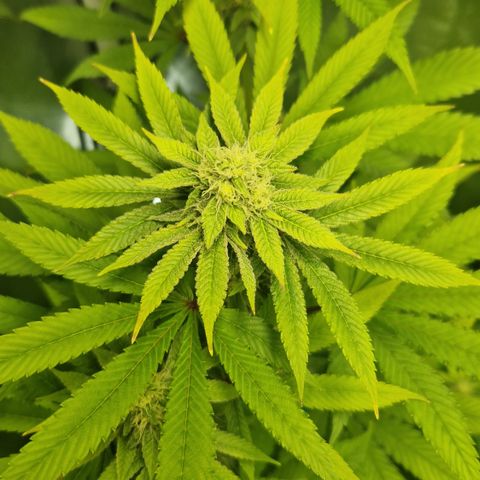 Crown Seeds Purple Haze - Lili growlog timeline photo