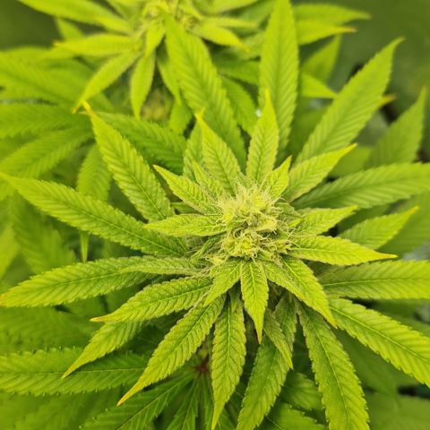 Crown Seeds Purple Haze - Lili growlog timeline photo