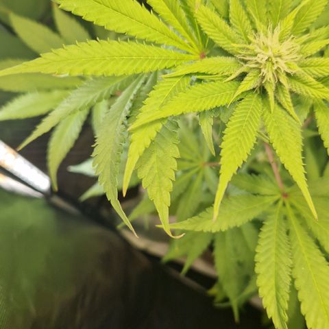 Crown Seeds Purple Haze - Lili growlog timeline photo