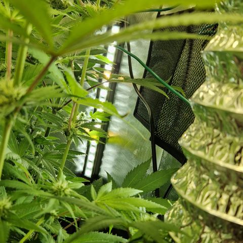 Crown Seeds Purple Haze - Lili growlog timeline photo