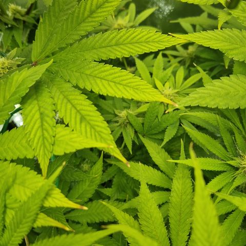Crown Seeds Purple Haze - Lili growlog timeline photo