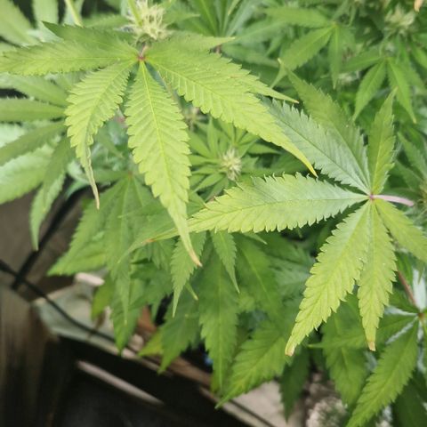 Crown Seeds Purple Haze - Lili growlog timeline photo