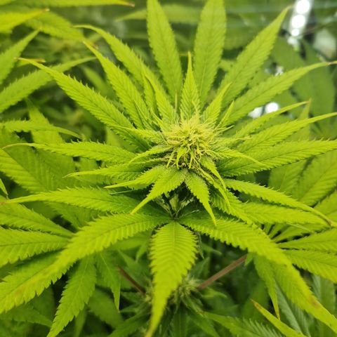 Crown Seeds Purple Haze - Lili growlog timeline photo