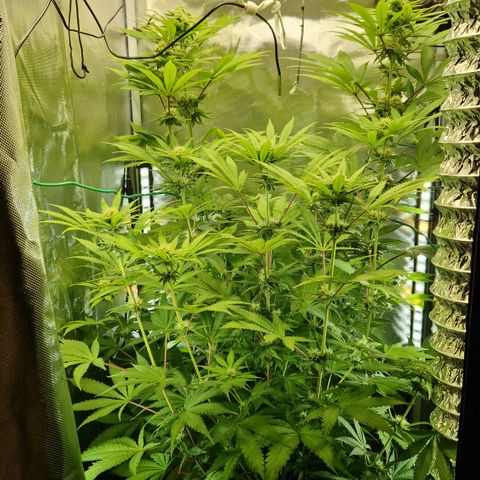 Crown Seeds Purple Haze - Lili growlog timeline photo