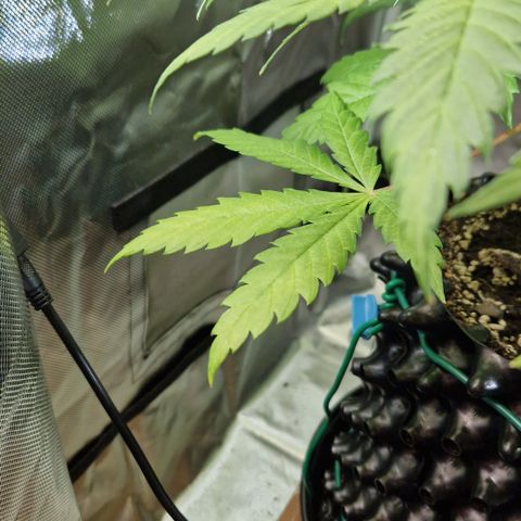 Crown Seeds Purple Haze - Lili growlog timeline photo