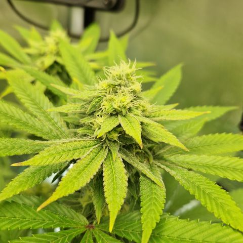 Crown Seeds Purple Haze - Lili growlog timeline photo