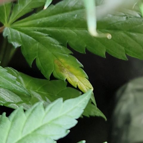 Crown Seeds Purple Haze - Lili growlog timeline photo