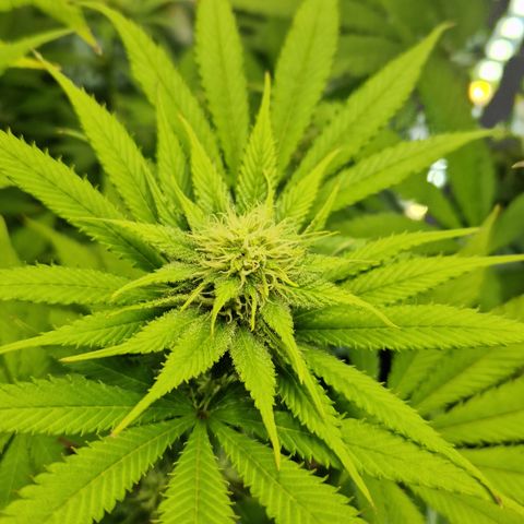Crown Seeds Purple Haze - Lili growlog timeline photo