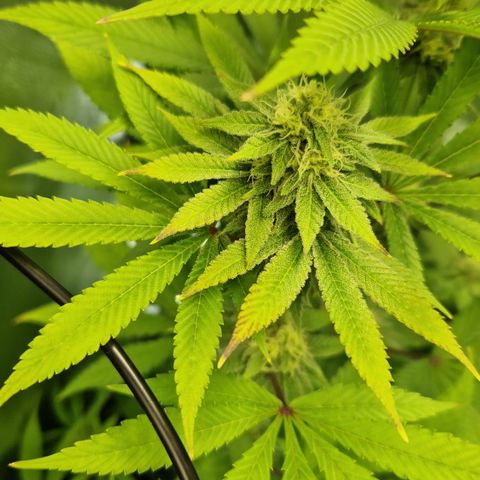 Crown Seeds Purple Haze - Lili growlog timeline photo