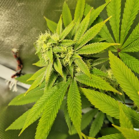 Crown Seeds Purple Haze - Lili growlog timeline photo