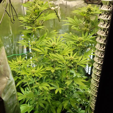 Crown Seeds Purple Haze - Lili growlog timeline photo