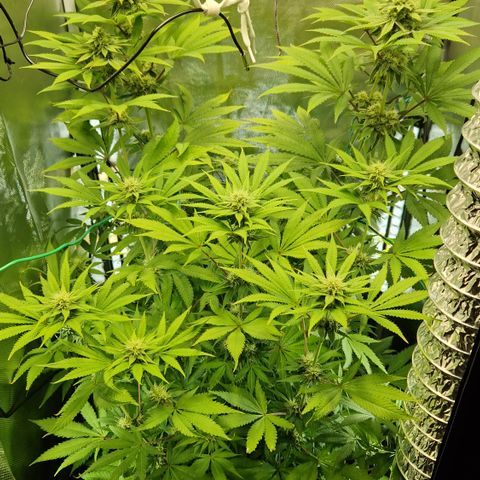 Crown Seeds Purple Haze - Lili growlog timeline photo