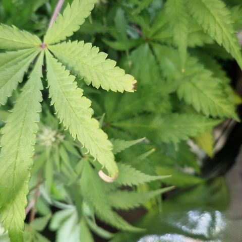 Amnesia Haze - Amy growlog timeline photo