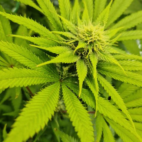 Amnesia Haze - Amy growlog timeline photo