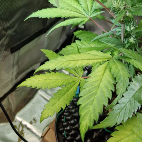 Amnesia Haze - Amy growlog timeline photo