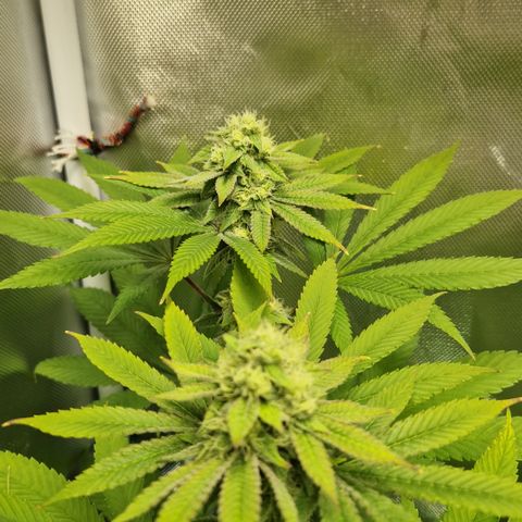 Crown Seeds Purple Haze - Lili growlog timeline photo