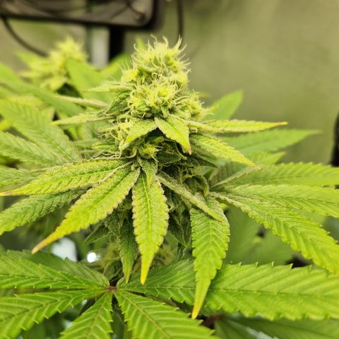 Crown Seeds Purple Haze - Lili growlog timeline photo