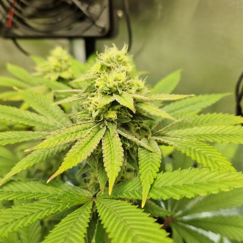 Crown Seeds Purple Haze - Lili growlog timeline photo