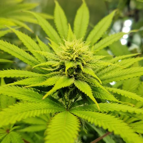Amnesia Haze - Amy growlog timeline photo