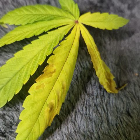 Crown Seeds Purple Haze - Lili growlog timeline photo