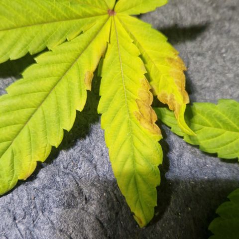 Crown Seeds Purple Haze - Lili growlog timeline photo