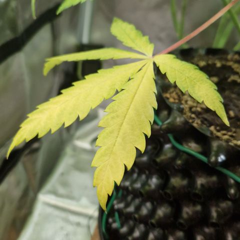 Amnesia Haze - Amy growlog timeline photo