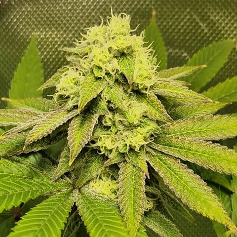 Crown Seeds Purple Haze - Lili growlog timeline photo