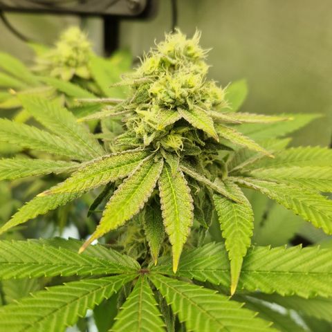 Crown Seeds Purple Haze - Lili growlog timeline photo