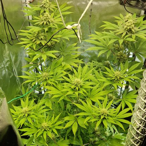 Crown Seeds Purple Haze - Lili growlog timeline photo