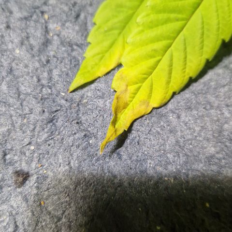 Crown Seeds Purple Haze - Lili growlog timeline photo