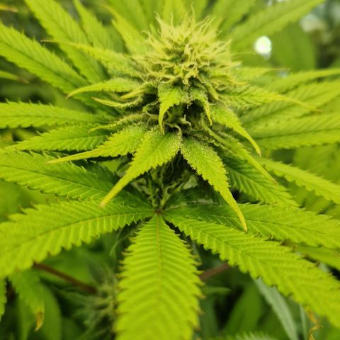 Amnesia Haze - Amy growlog timeline photo
