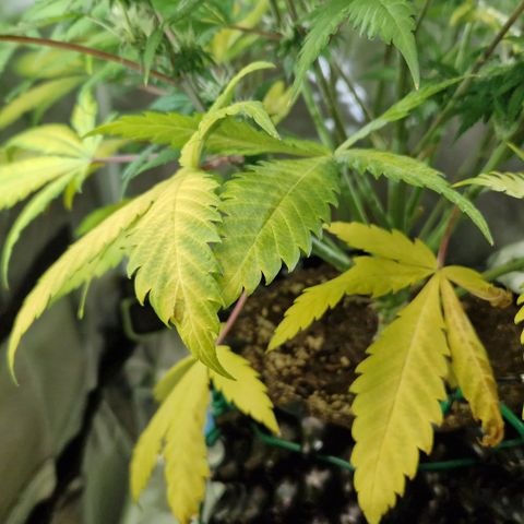 Amnesia Haze - Amy growlog timeline photo