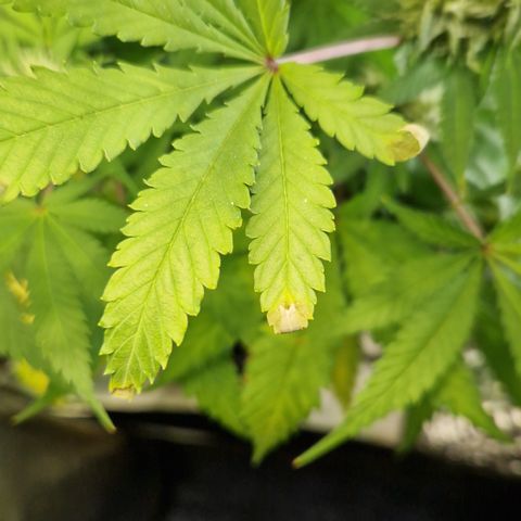 Amnesia Haze - Amy growlog timeline photo
