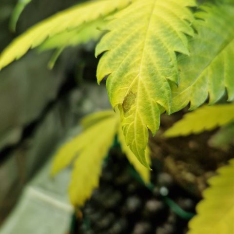Amnesia Haze - Amy growlog timeline photo