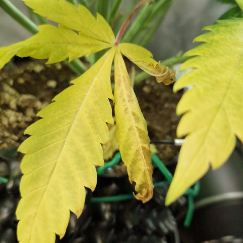 Amnesia Haze - Amy growlog timeline photo