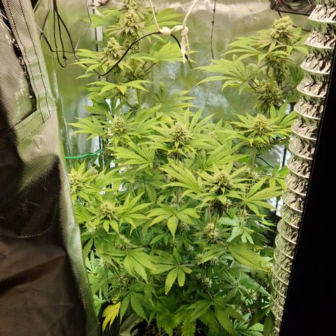 Crown Seeds Purple Haze - Lili growlog timeline photo
