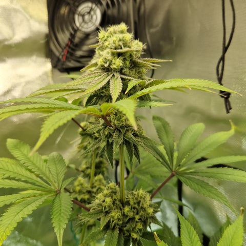 Crown Seeds Purple Haze - Lili growlog timeline photo