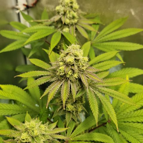 Crown Seeds Purple Haze - Lili growlog timeline photo