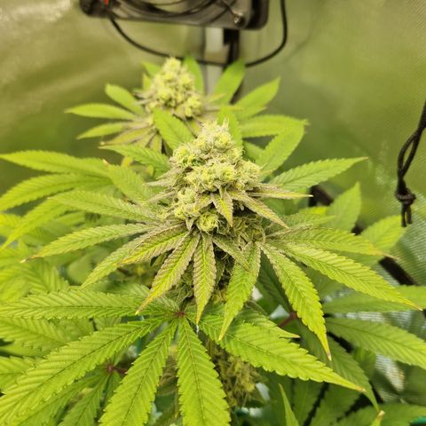 Crown Seeds Purple Haze - Lili growlog timeline photo