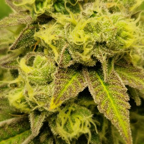 Crown Seeds Purple Haze - Lili growlog timeline photo