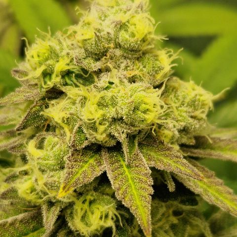 Crown Seeds Purple Haze - Lili growlog timeline photo