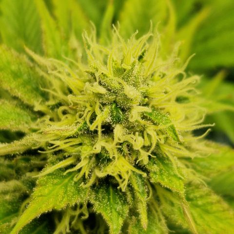 Amnesia Haze - Amy growlog timeline photo